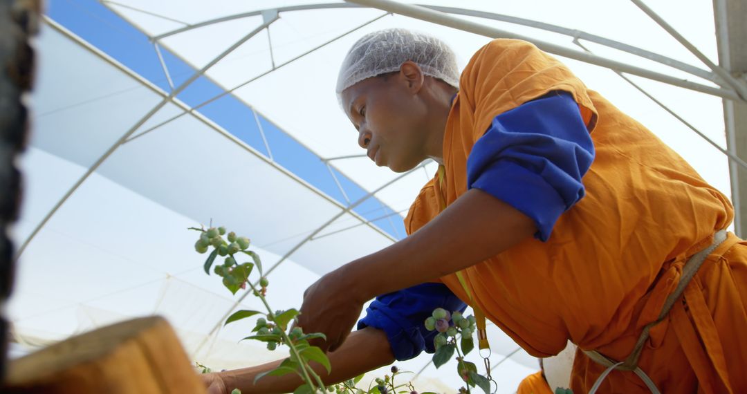 Agricultural Worker Harvesting Crops in Greenhouse - Free Images, Stock Photos and Pictures on Pikwizard.com