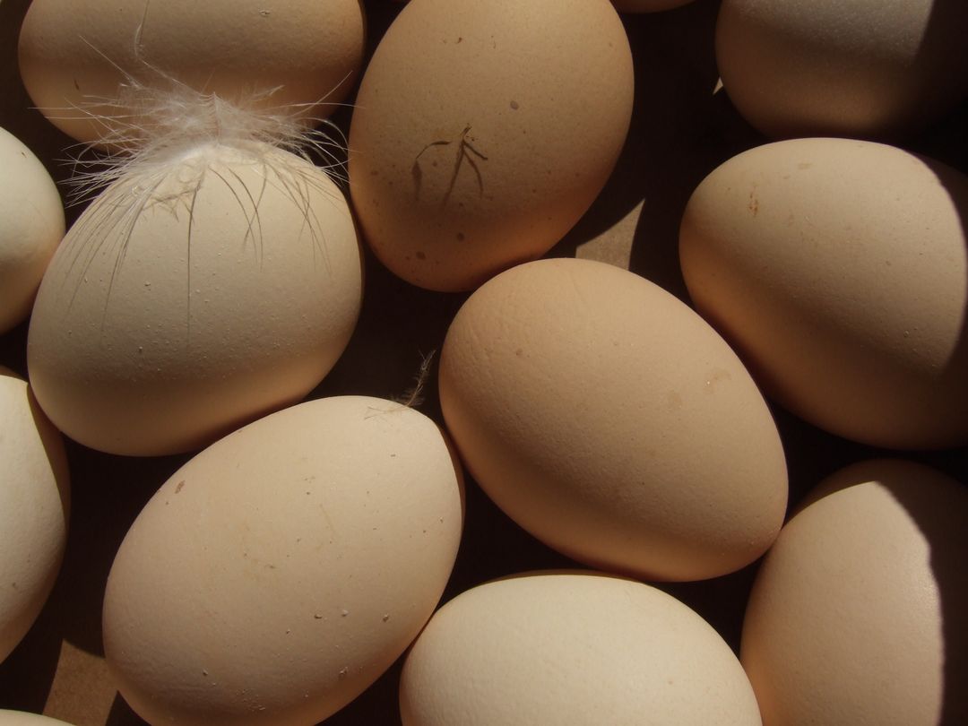 Close-up of Brown Eggs with Feathers and Imperfections - Free Images, Stock Photos and Pictures on Pikwizard.com