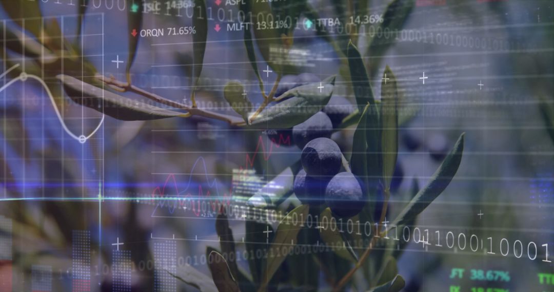 Olive Branch with Data Overlay Demonstrating Precision Farming