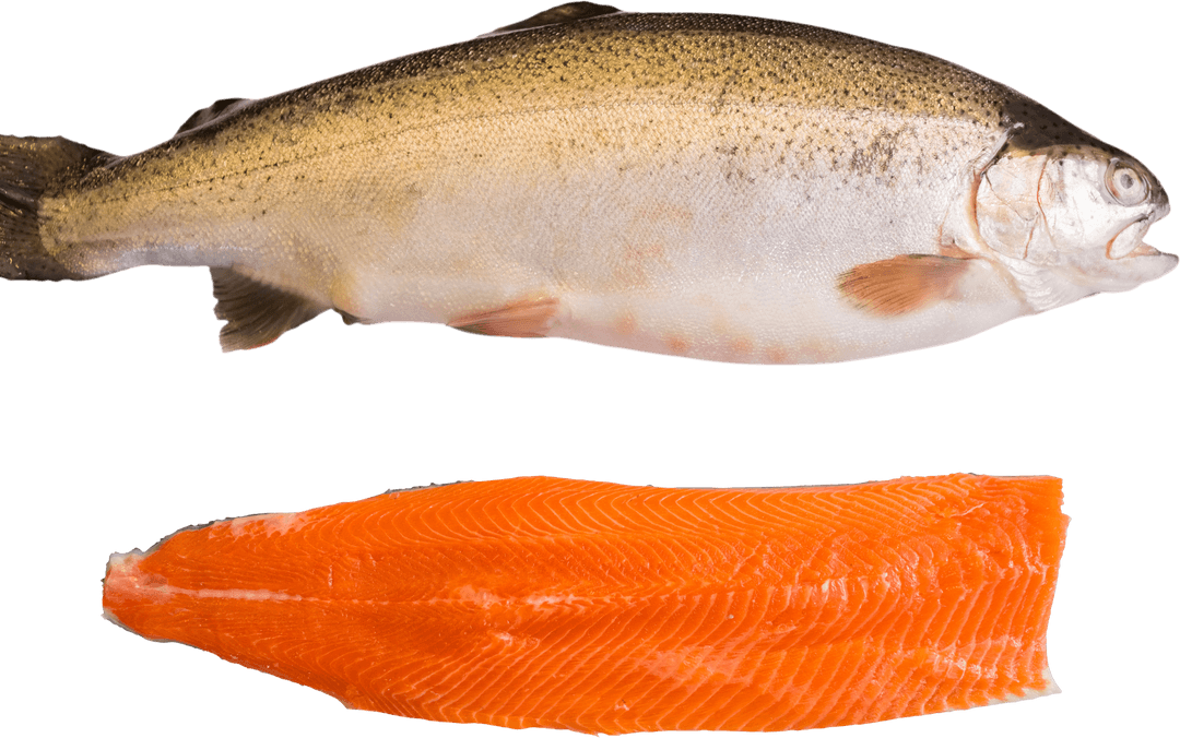 Transparent Whole Trout and Fresh Salmon Fillet Close-Up