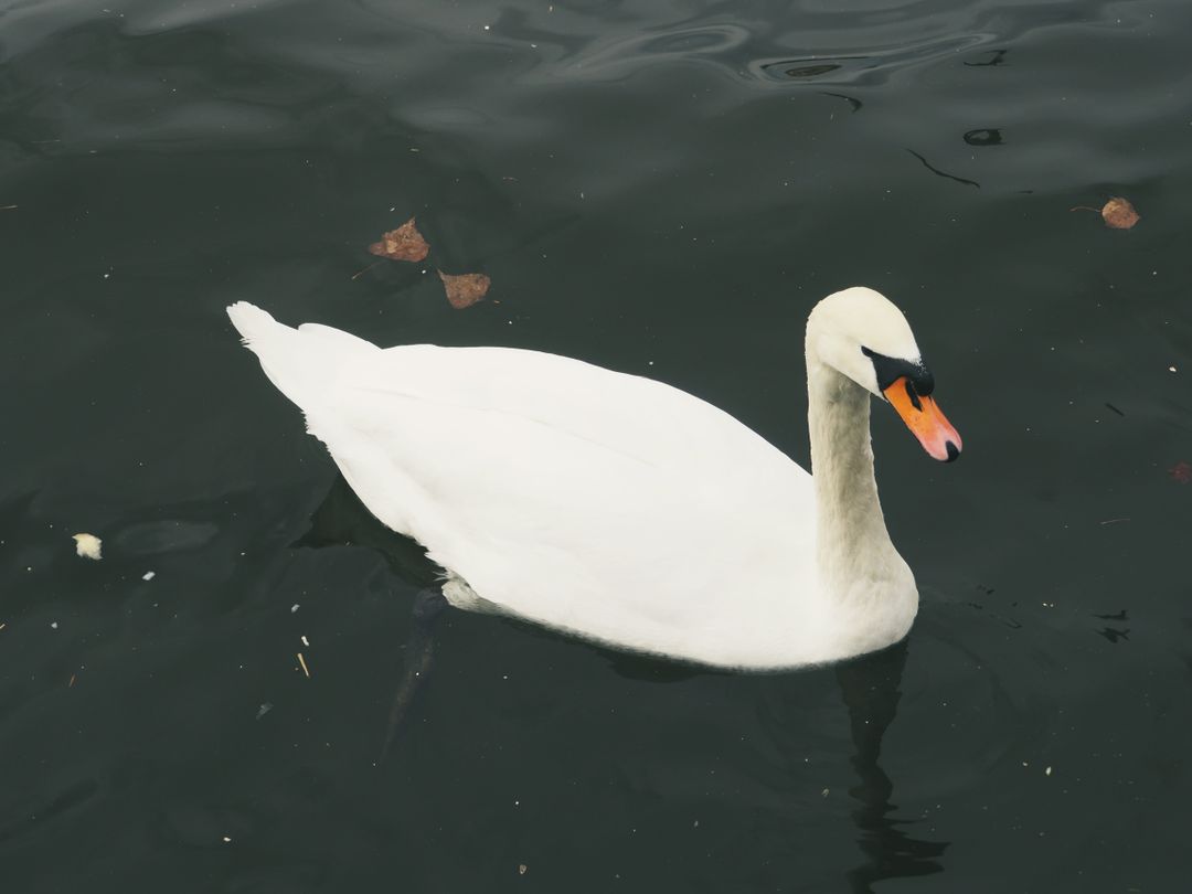 Graceful Swan Gliding on Dark Water - Free Images, Stock Photos and Pictures on Pikwizard.com