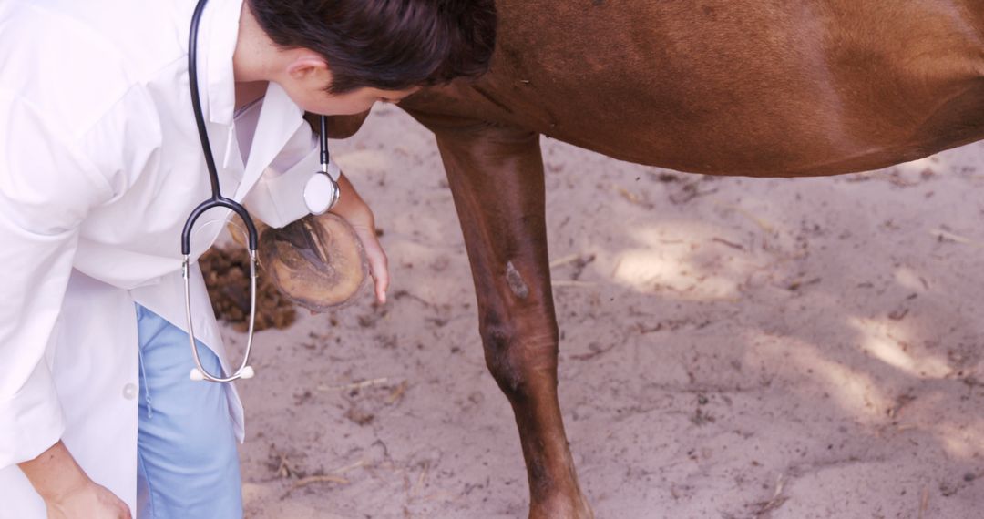 Veterinarian Examining Horse's Leg with Stethoscope Outdoors - Free Images, Stock Photos and Pictures on Pikwizard.com