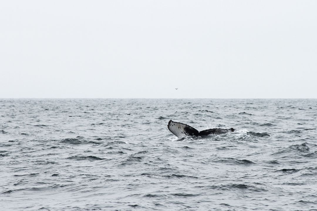 Humpback Whale Tail Above Ocean Surface on Overcast Day - Free Images, Stock Photos and Pictures on Pikwizard.com
