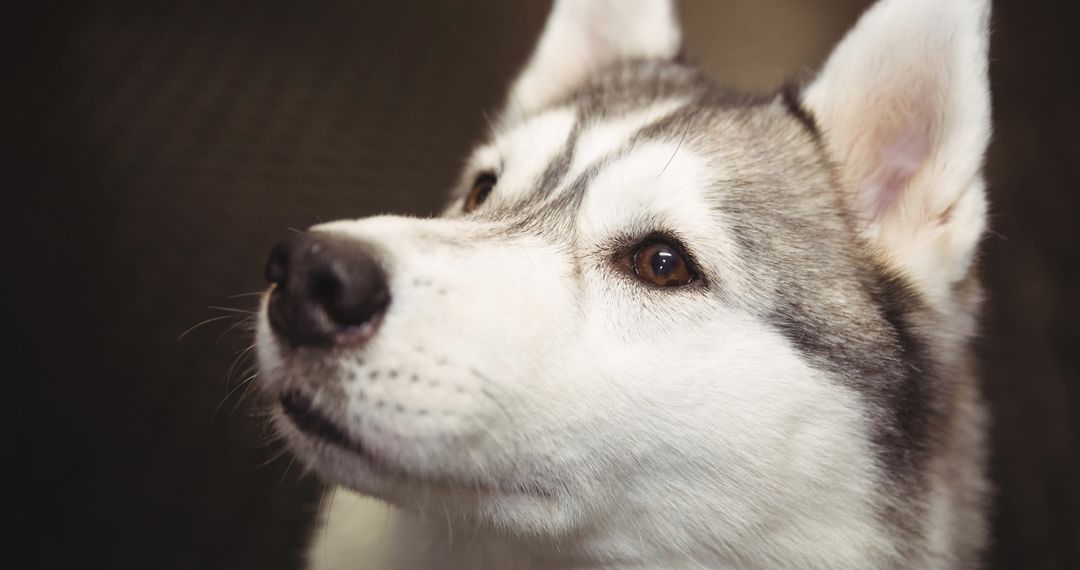 Close-Up of Alert Siberian Husky Face