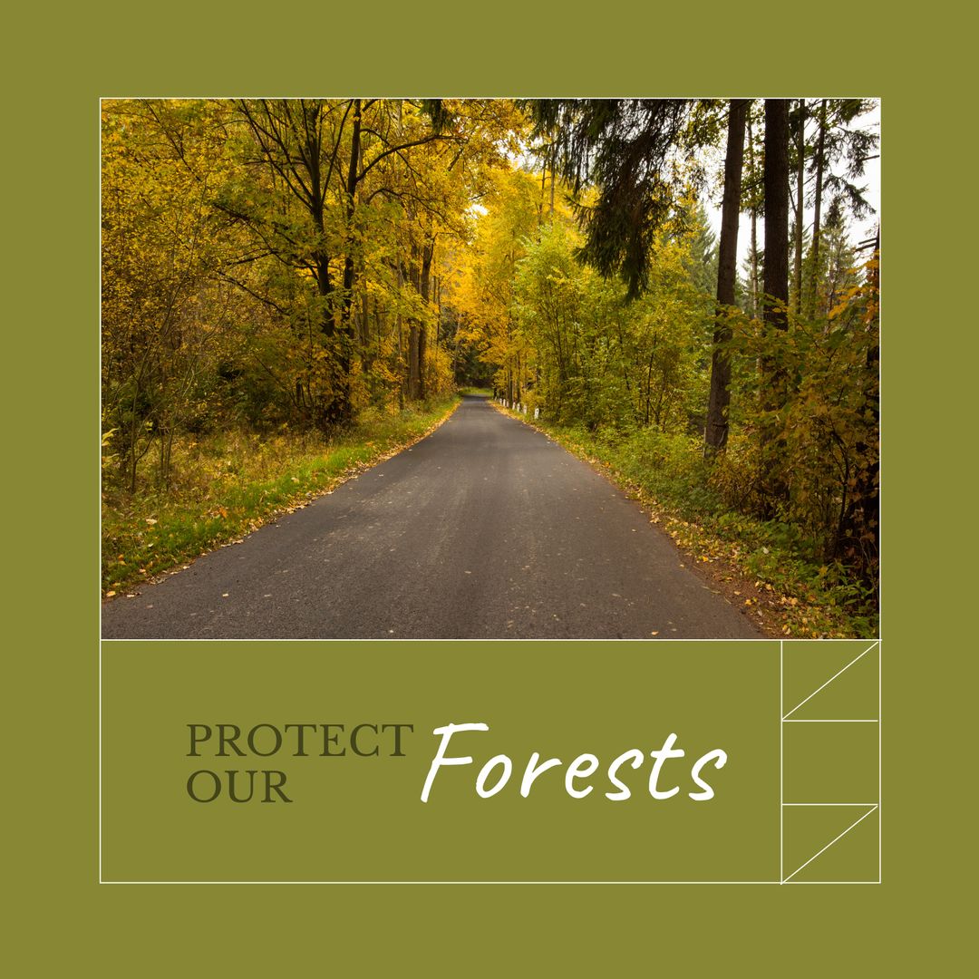 Tranquil Forest Road Promotes Nature Conservation and Awareness