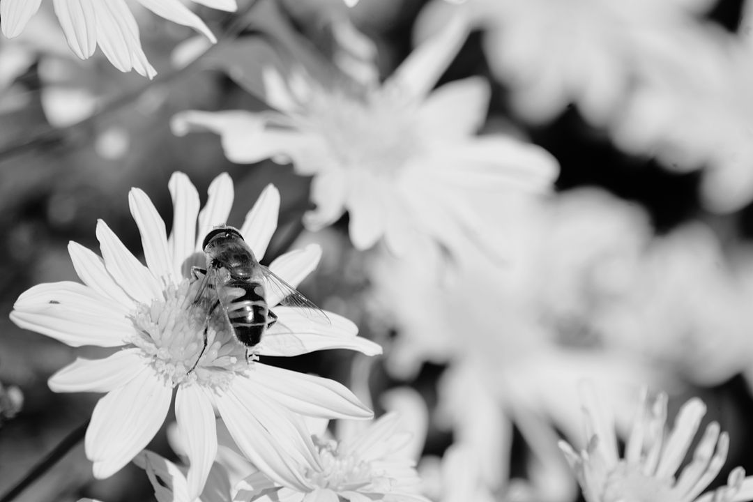 Hoverfly feeding on daisy close-up monochrome macro with soft bokeh