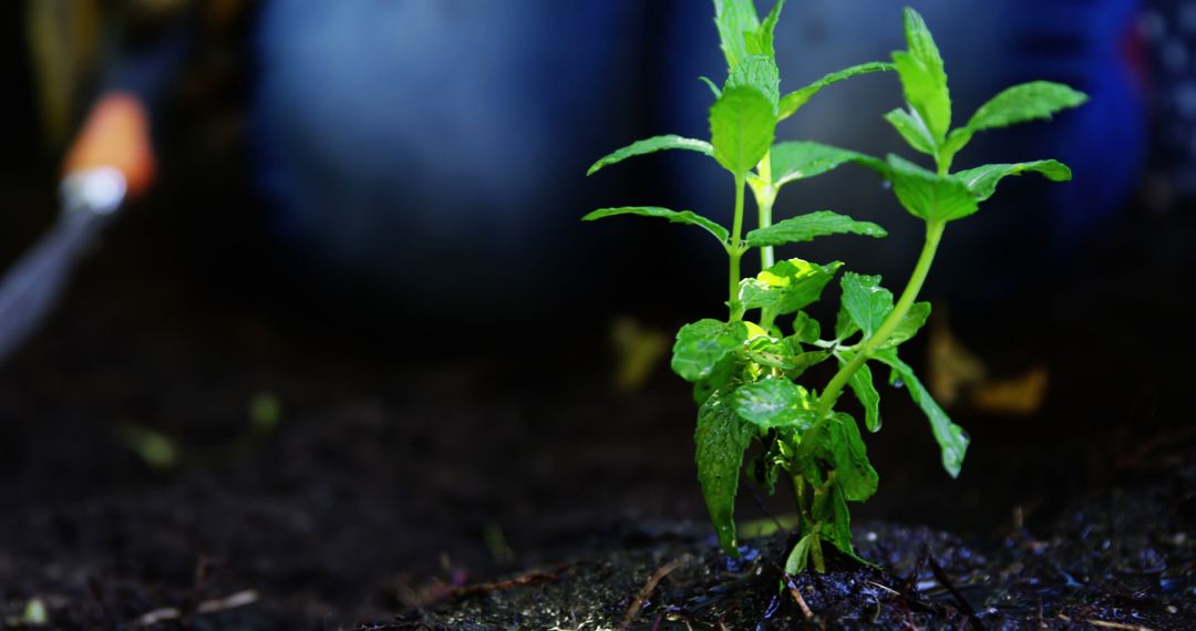 A young tomato plant emerges from the soil, with copy space - Free Images, Stock Photos and Pictures on Pikwizard.com