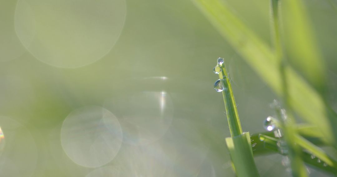 Morning Dew on Fresh Green Grass Blade - Free Images, Stock Photos and Pictures on Pikwizard.com