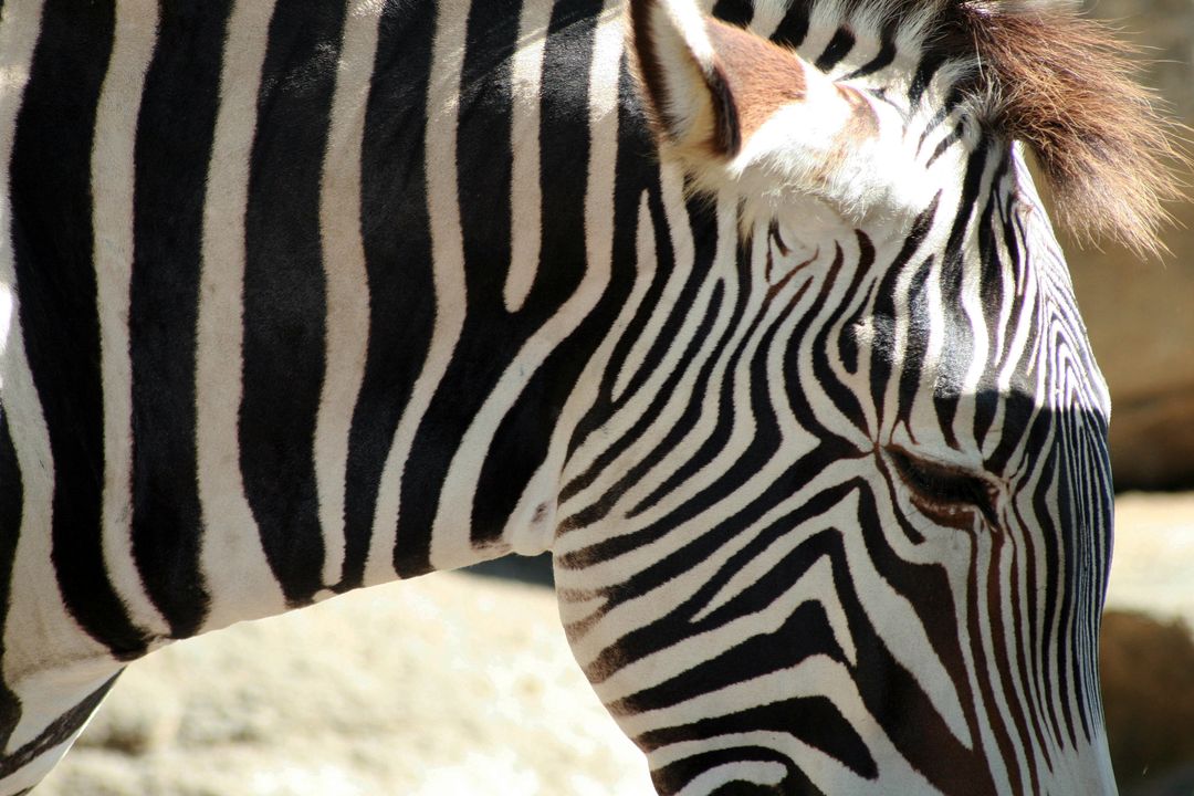 Zebra Head Close-Up Showing Bold Black and White Stripe Pattern and Fur Texture