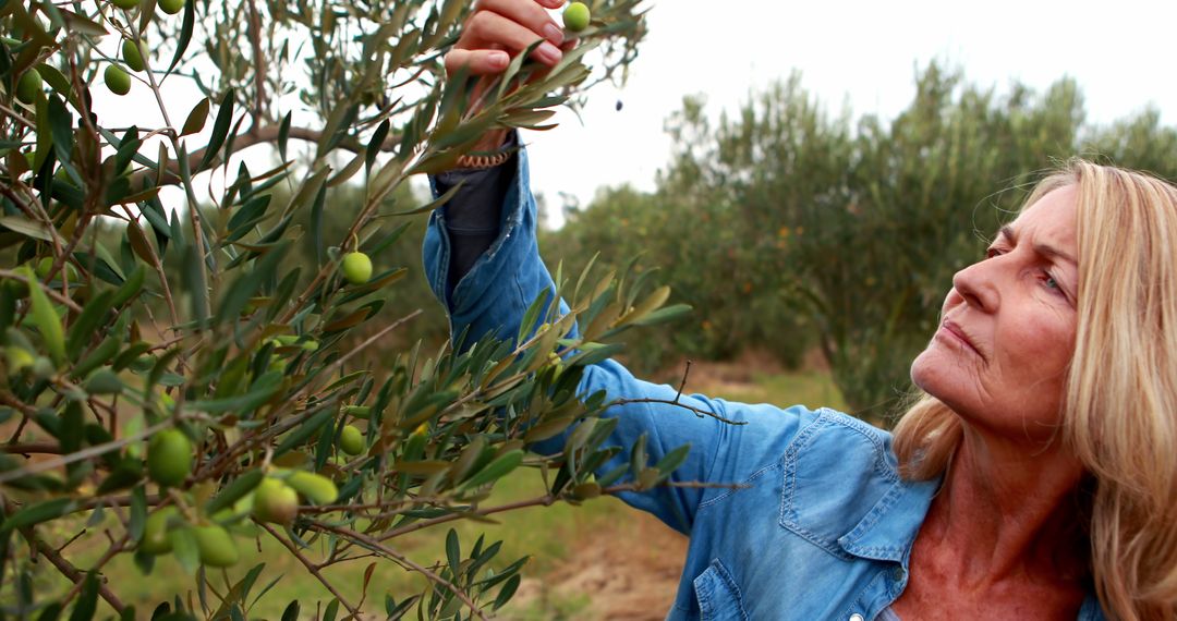 Senior Woman Harvesting Olives in Orchard in Autumn - Free Images, Stock Photos and Pictures on Pikwizard.com