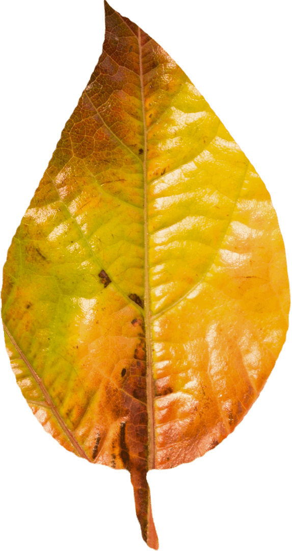 Transparent Autumn Leaf Displaying Vivid Colors of Seasonal Change