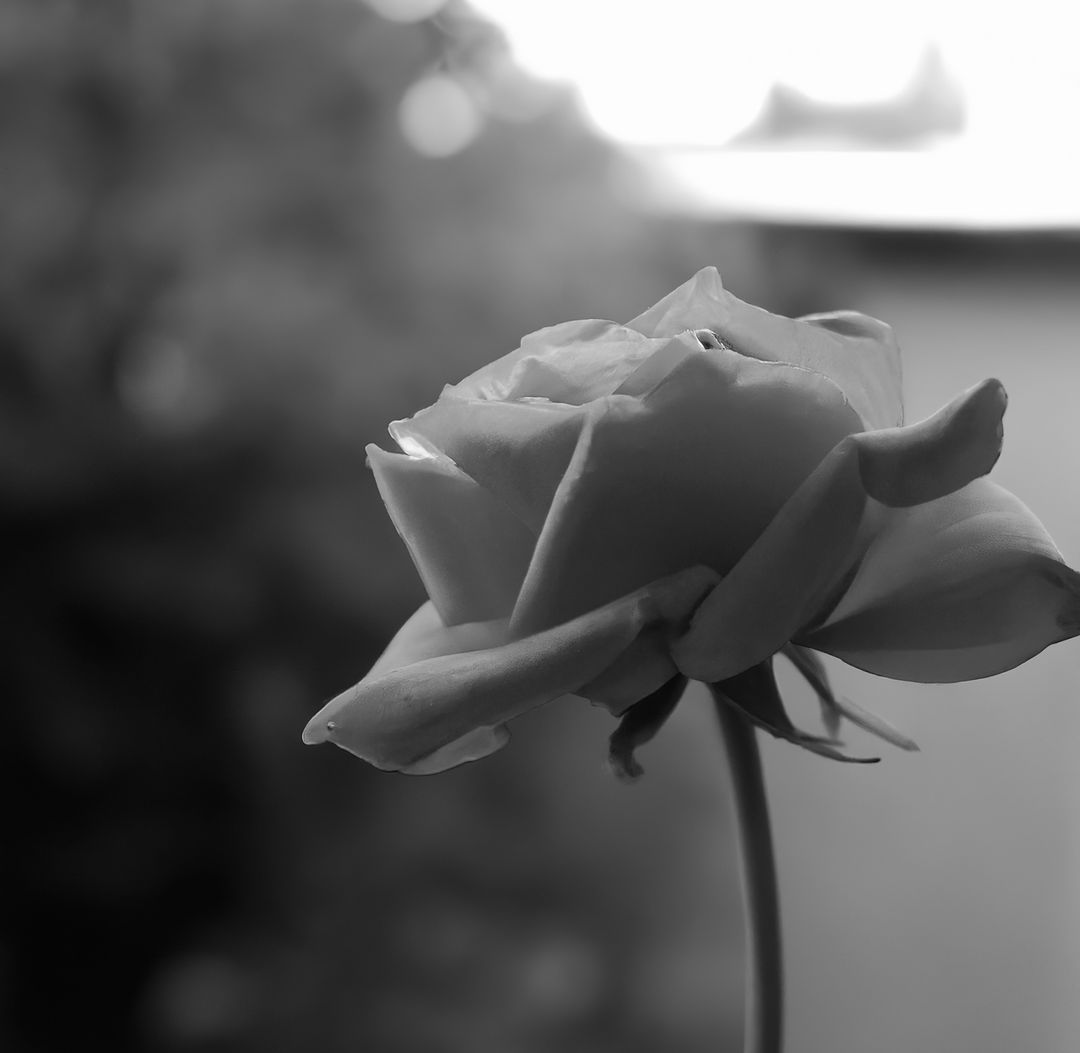 Close up of black and white rose on blurred background - Free Images, Stock Photos and Pictures on Pikwizard.com