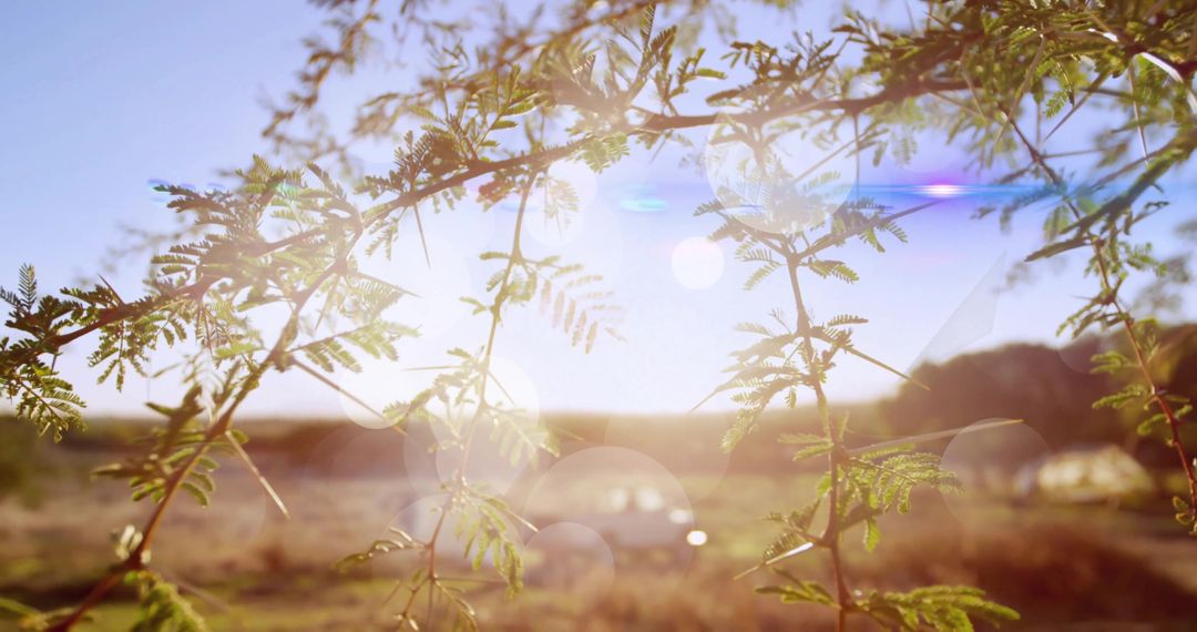 Rural Serenity with Sunlit Branches and Soothing Lens Flares