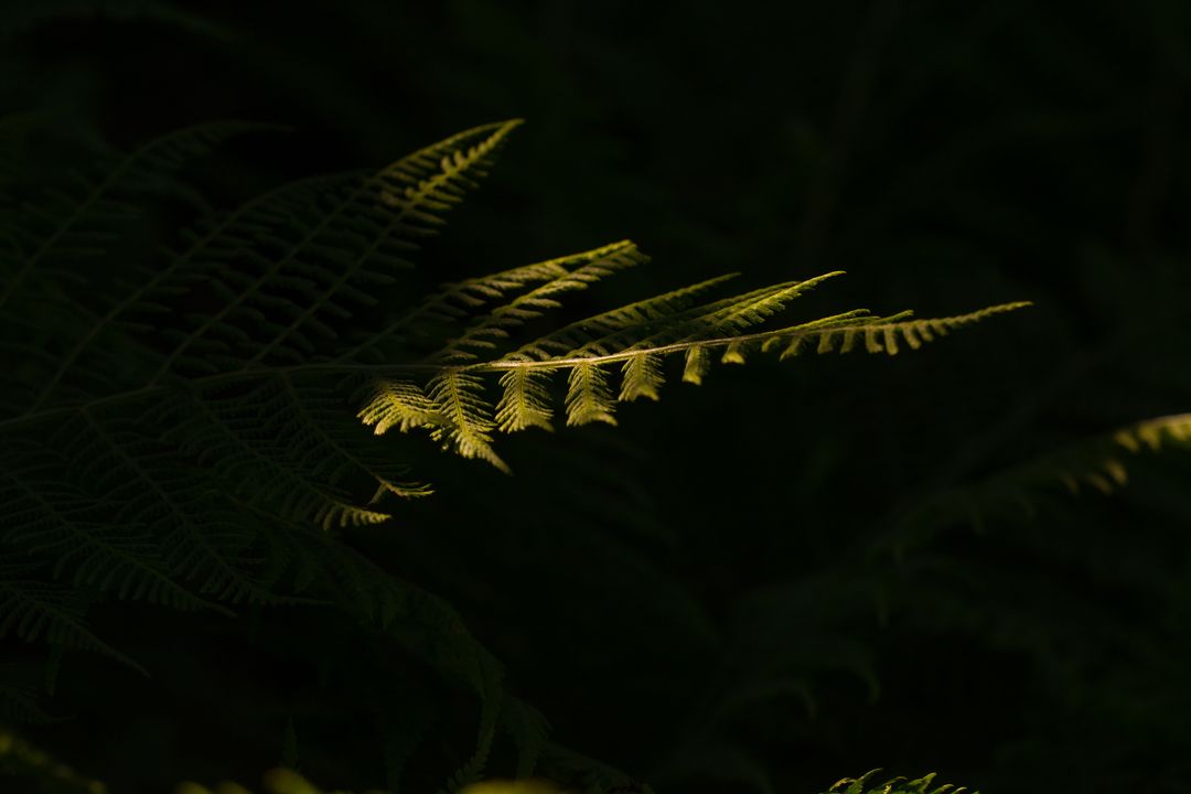 Sunlight Illuminating Fern Leaves in Dark Forest - Free Images, Stock Photos and Pictures on Pikwizard.com