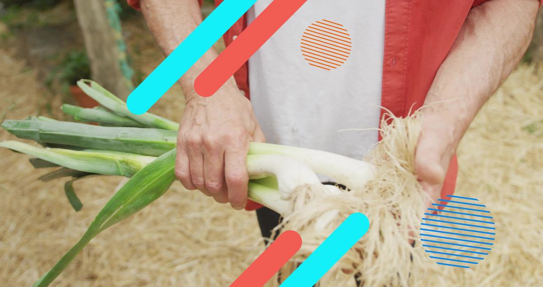 Hands Holding Fresh Leeks Harvesting in Garden with Colorful Graphic Overlays