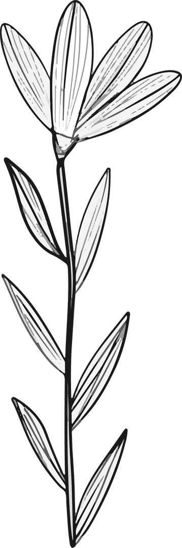 Minimalist Monochrome Floral Line Drawing on Transparent Background