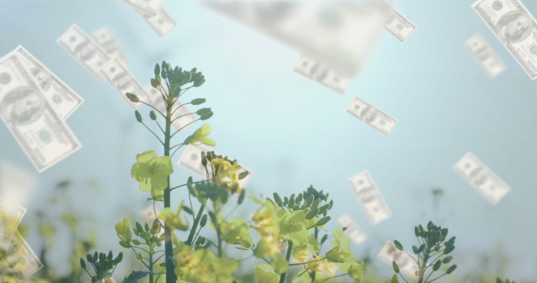 Yellow Wildflowers with Floating Dollar Bills Against Clear Sky