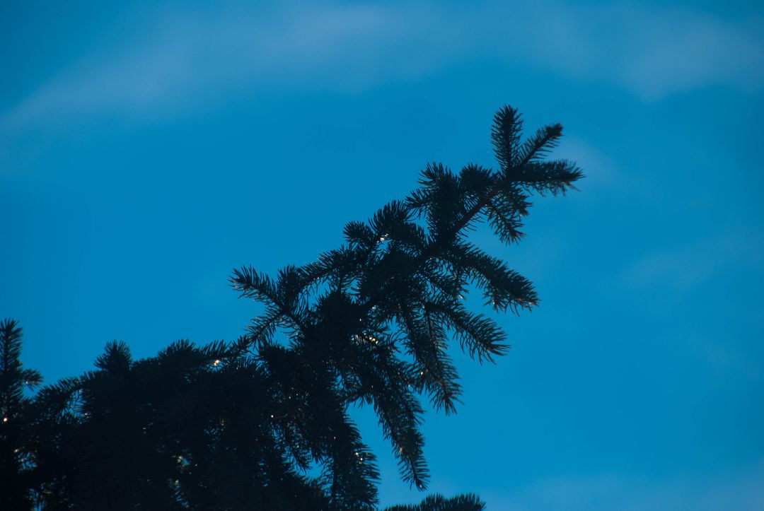 Silhouette of Pine Tree Against Blue Sky - Free Images, Stock Photos and Pictures on Pikwizard.com