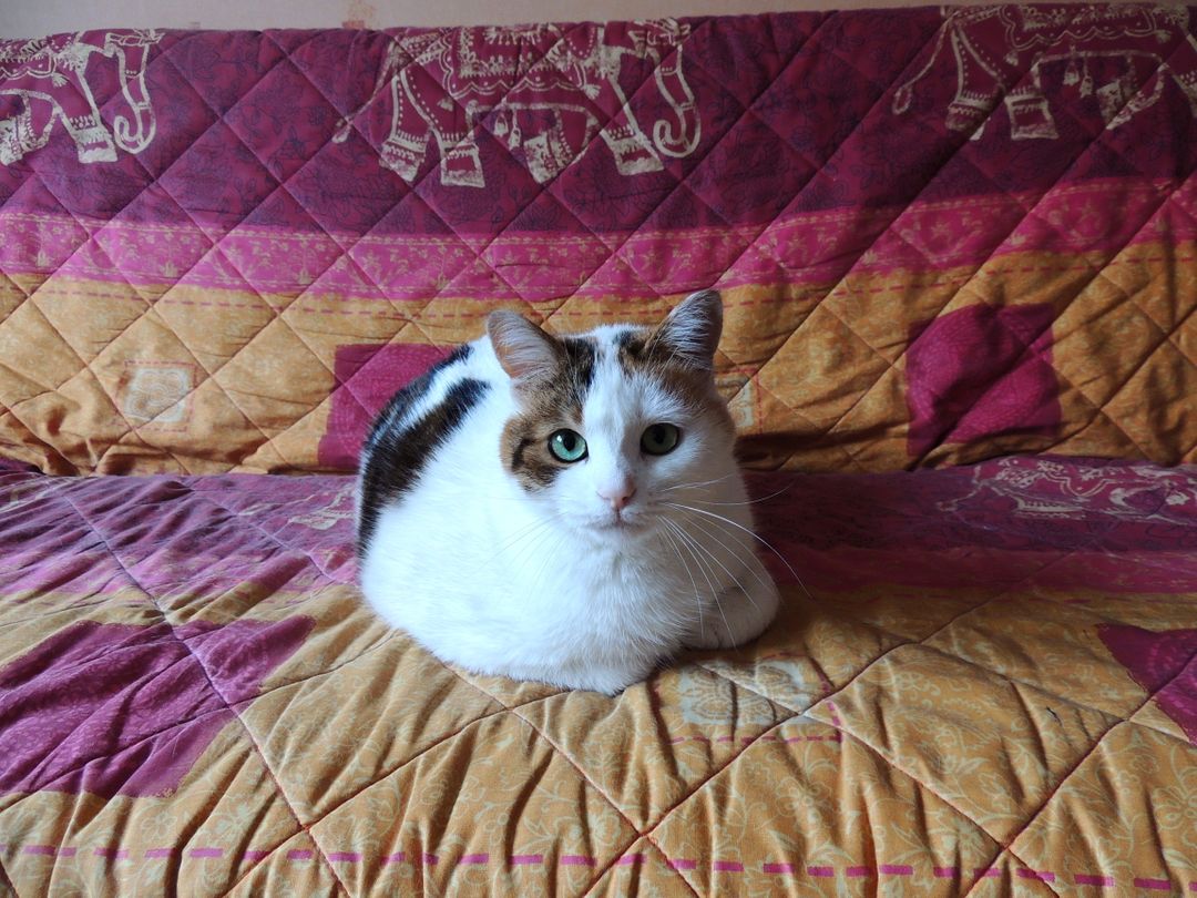 Adorable Calico Cat Sitting on Colorful Printed Quilt - Free Images, Stock Photos and Pictures on Pikwizard.com