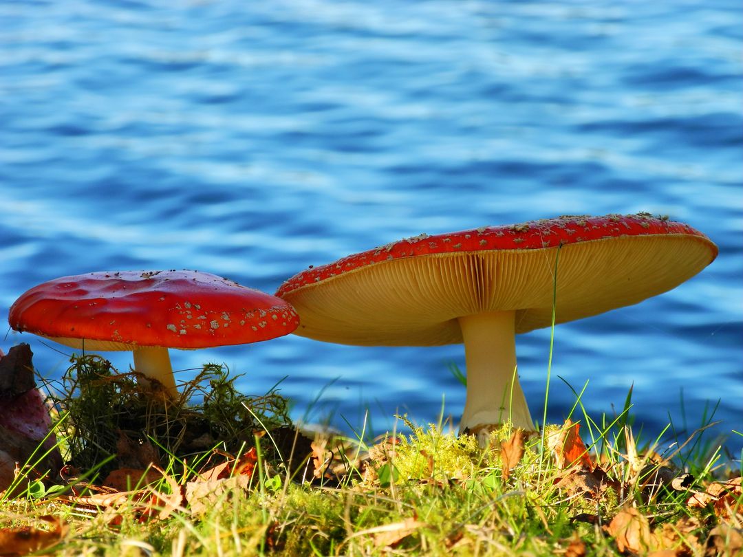 Two Colorful Fly Agaric Mushrooms Growing by Water - Free Images, Stock Photos and Pictures on Pikwizard.com
