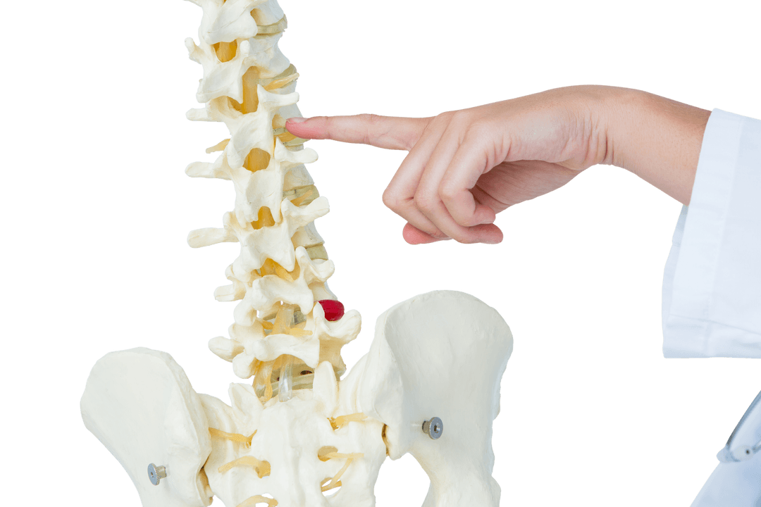 Doctor Pointing to Human Spine Structure on Transparent Background