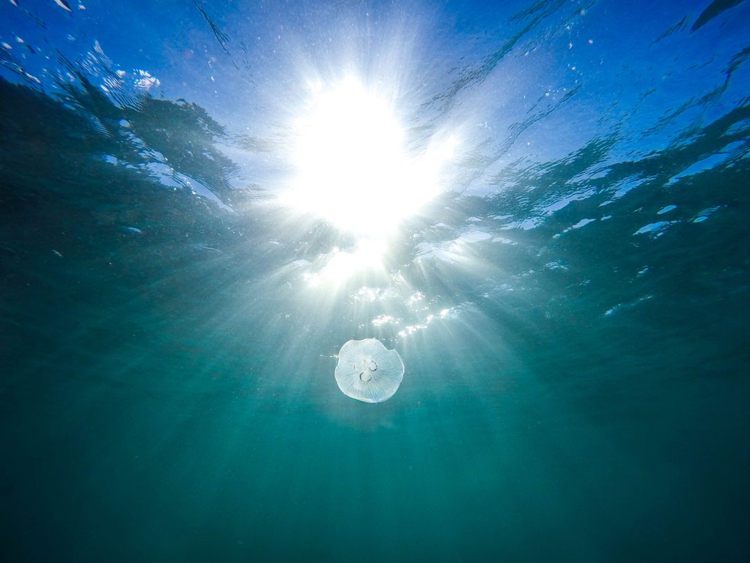 Solitary Jellyfish Floating Under Sunlit Ocean Surface - Free Images, Stock Photos and Pictures on Pikwizard.com