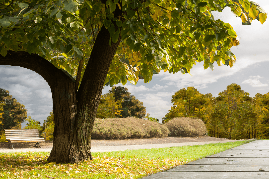 Transparent Park Landscape with Tree and Bench Combining Nature Calm