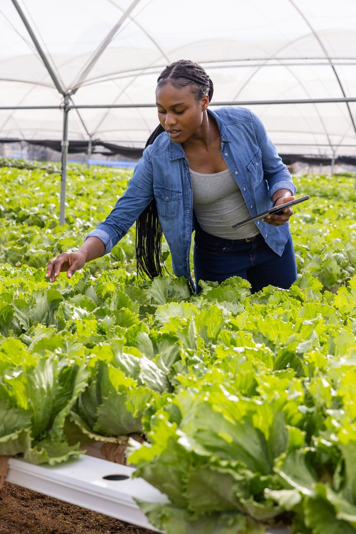 Woman Examining Hydroponic Lettuce in Greenhouse with Tablet