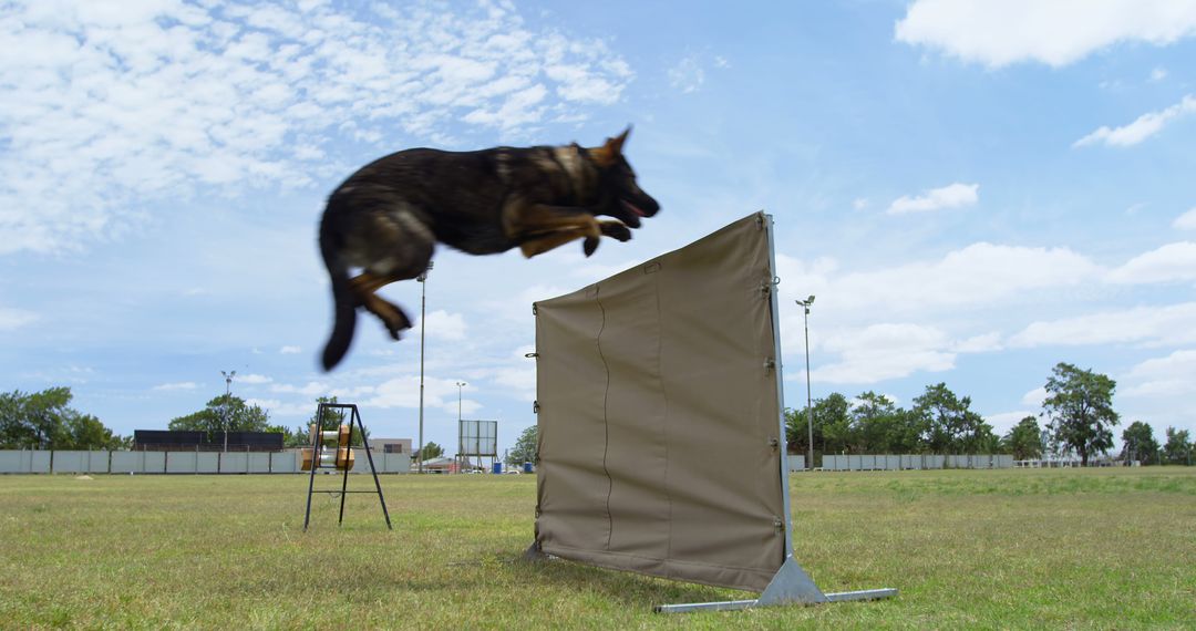 A German Shepherd demonstrates its athletic prowess in agility training with its trainer. - Free Images, Stock Photos and Pictures on Pikwizard.com