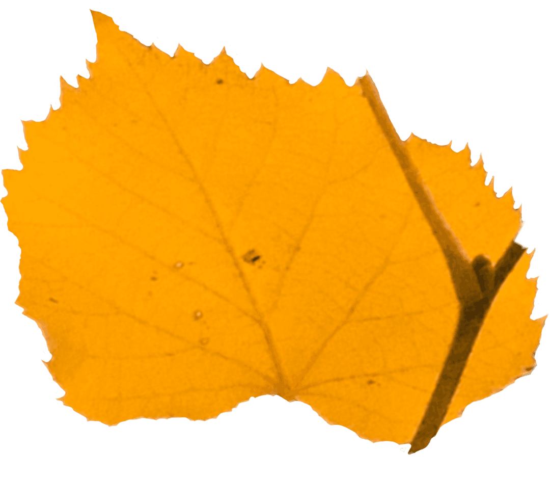 Yellow Leaf Illustration on Transparent Background