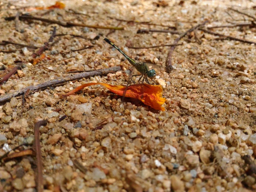 Dragonfly Resting on Pebbly Ground with Orange Flower Petal - Free Images, Stock Photos and Pictures on Pikwizard.com