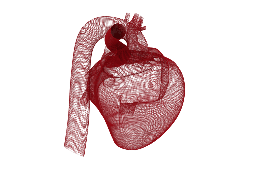 Transparent 3D Digital Model of Human Heart with Detailed Arteries