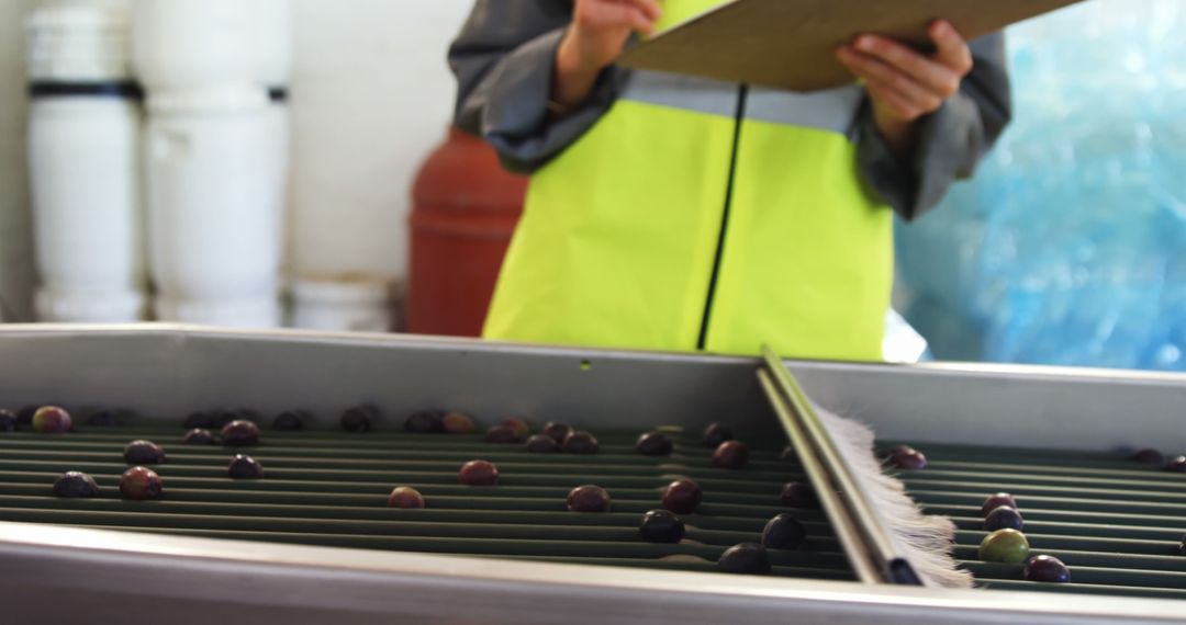 Worker Inspecting Olive Conveyor Belt for Quality Control - Free Images, Stock Photos and Pictures on Pikwizard.com