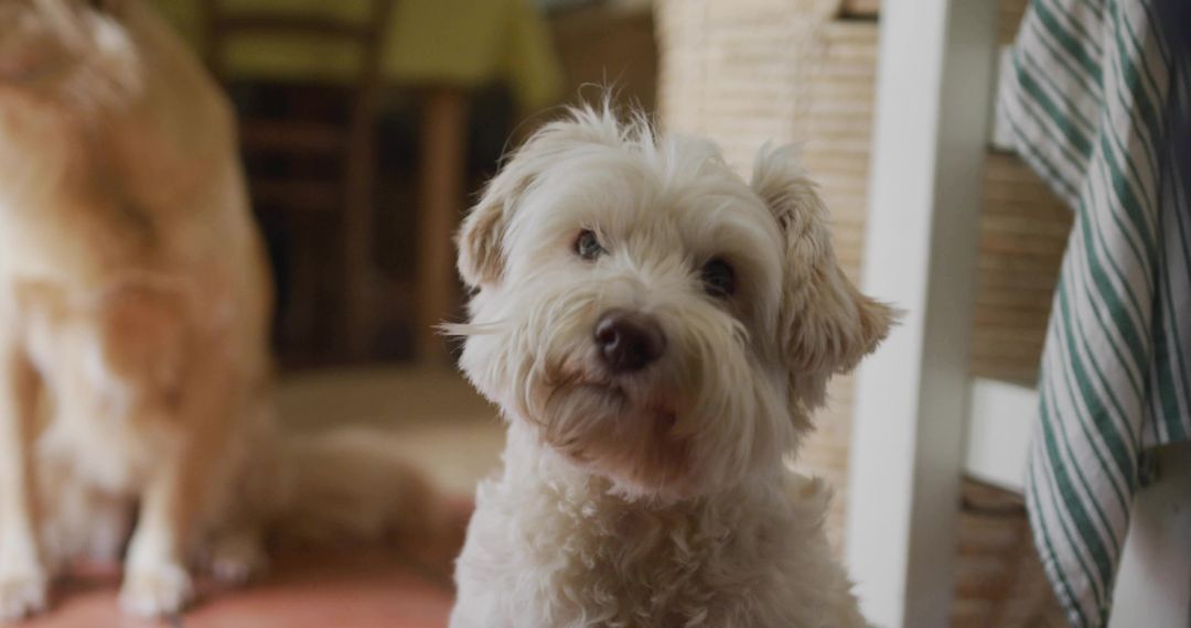 Fluffy White Dog Relaxing in Warm Rustic Home Environment