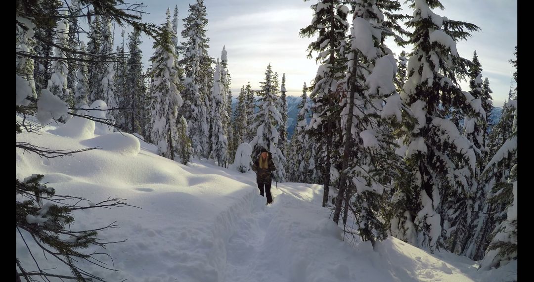 Hiker Walking Through Snowy Forest Trail in Winter - Free Images, Stock Photos and Pictures on Pikwizard.com