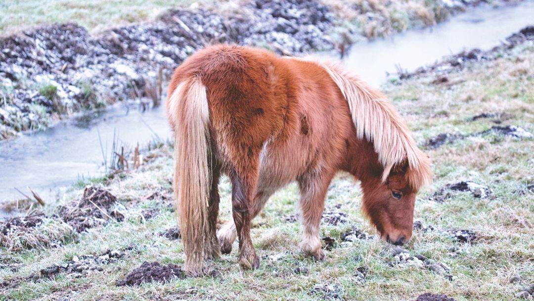 Icelandic Brown Pony Grazing Near Frosty Stream