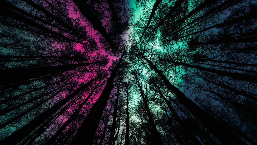 Glowing Twilight Canopy: Silhouetted Trees Reaching Up Through Neon Pink and Teal Sky