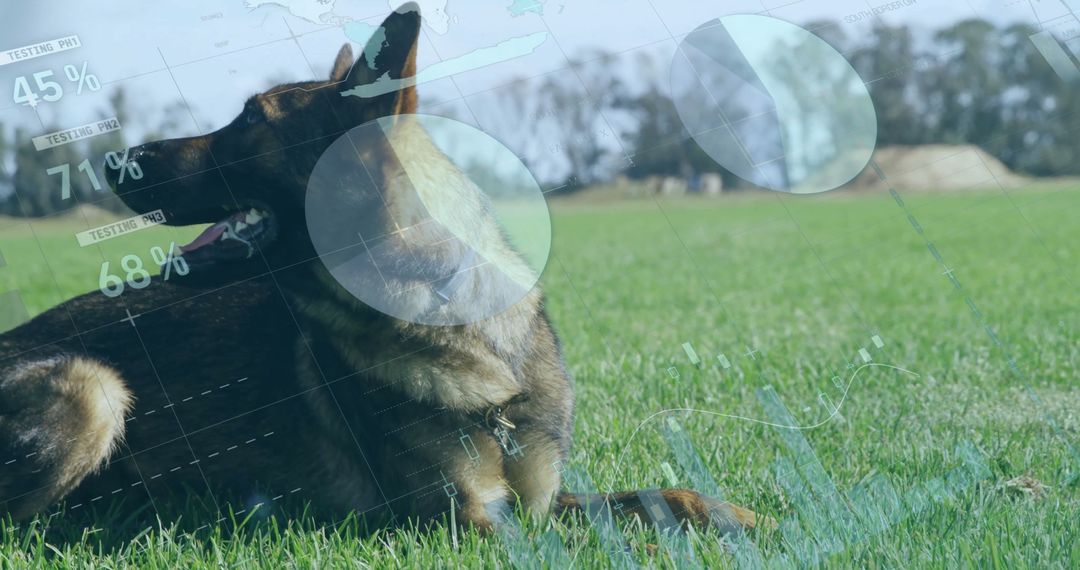 Canine Health Monitoring Technology in Urban Park