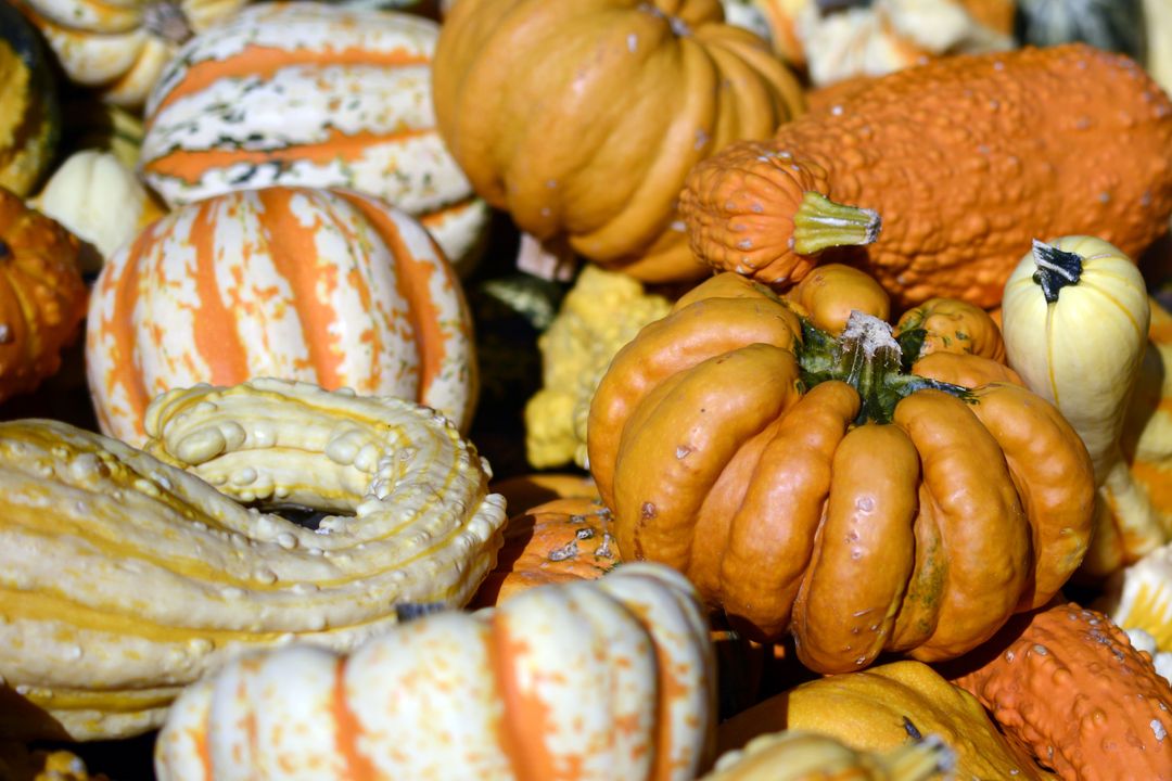 Autumn autumn decoration autumn motives decoration - Free Images, Stock Photos and Pictures on Pikwizard.com