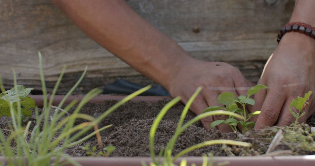 Close-up of Person Planting Seedlings in Garden Bed - Free Images, Stock Photos and Pictures on Pikwizard.com