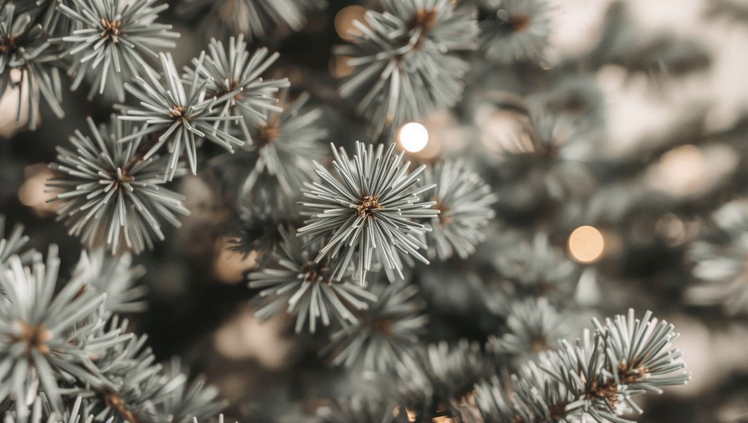 Blue-gray conifer needle rosettes with warm bokeh lights, macro evergreen texture