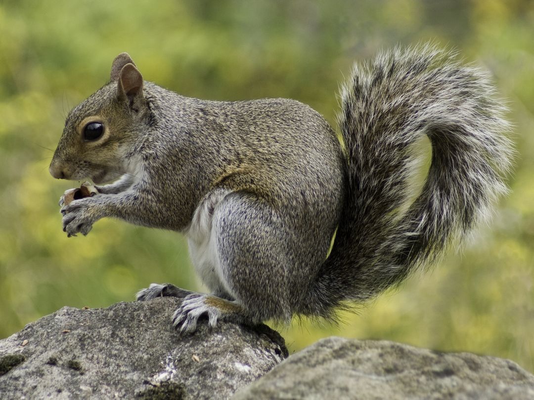 Photo of Squirrel Holding Nut During Daytime - Free Images, Stock Photos and Pictures on Pikwizard.com
