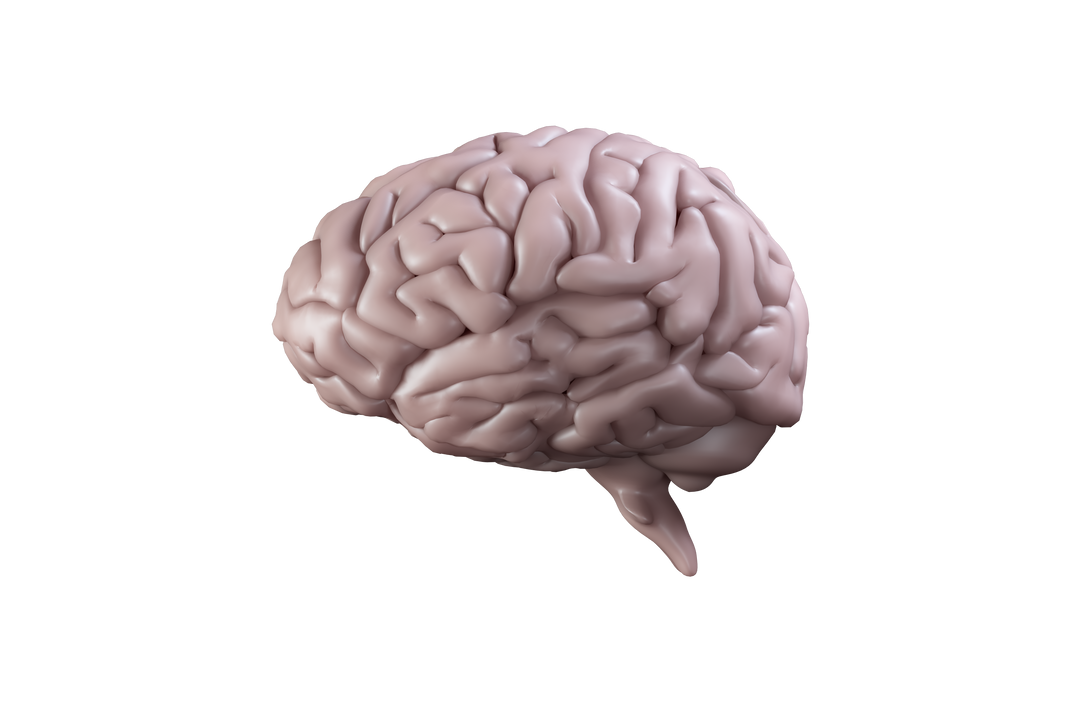 Digital Brain Model on Transparent Background - Download Free Stock Images Pikwizard.com