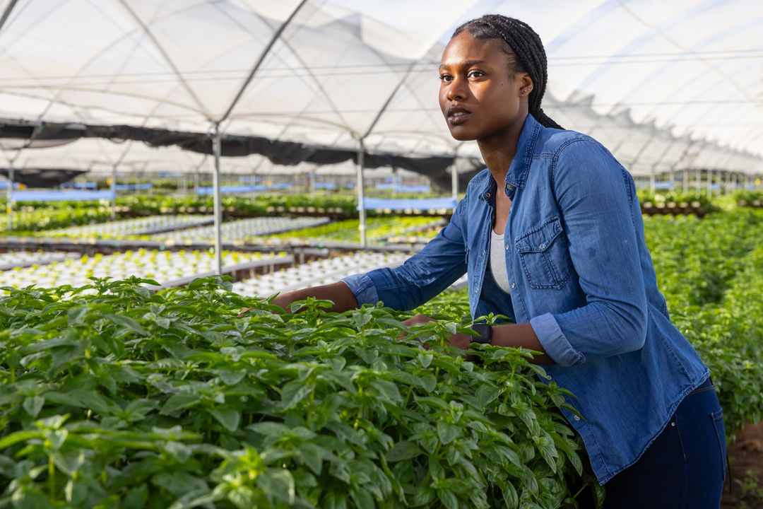 Focused Horticulturist Inspecting Seedlings in Greenhouse