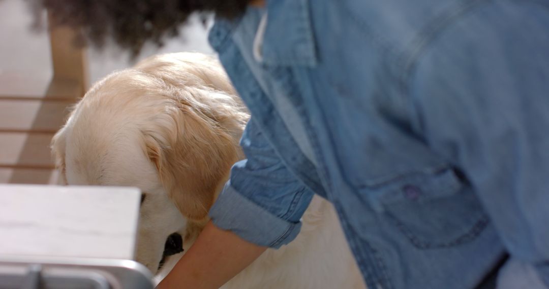 Person Petting Labrador Retriever in Bright Home - Free Images, Stock Photos and Pictures on Pikwizard.com