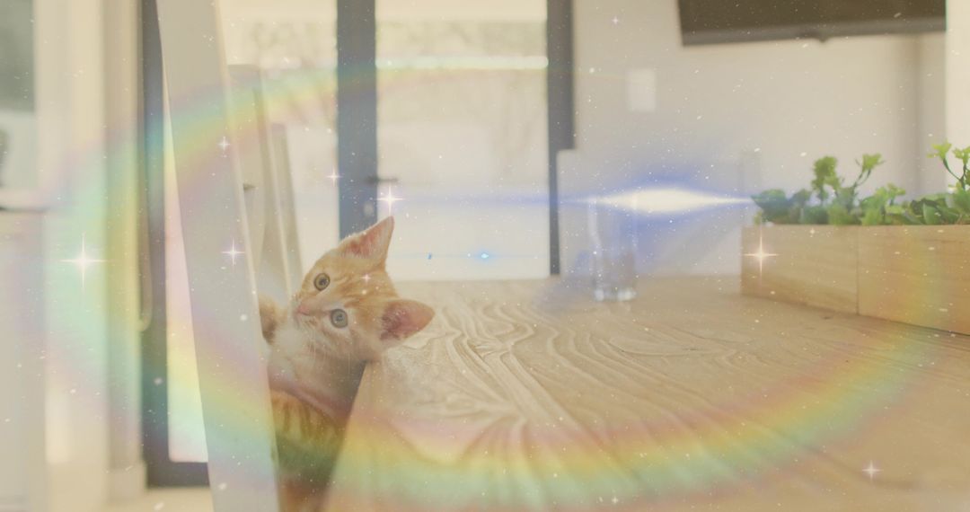 Playful Tabby Kitten Behind Table Panel with Magical Lens Flare Effect