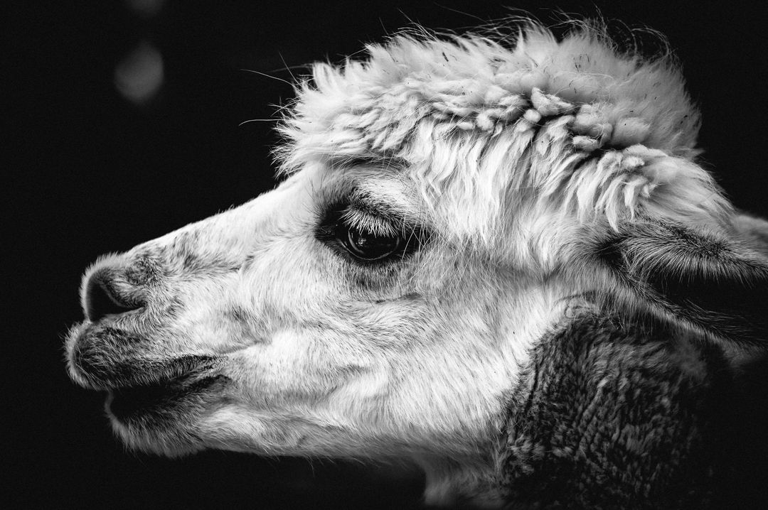 Close-up of Alpaca - Free Images, Stock Photos and Pictures on Pikwizard.com
