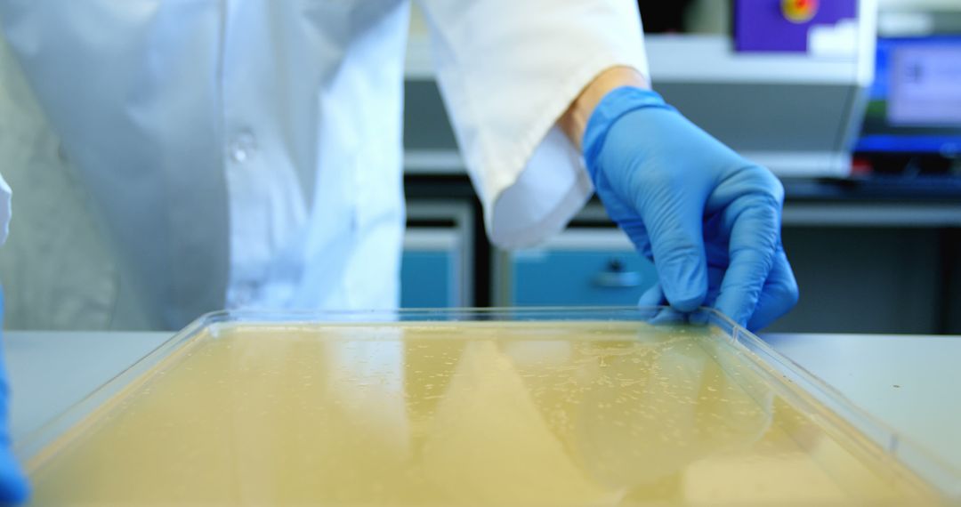 Scientist in Laboratory Handling Petri Dish with Gloves - Free Images, Stock Photos and Pictures on Pikwizard.com