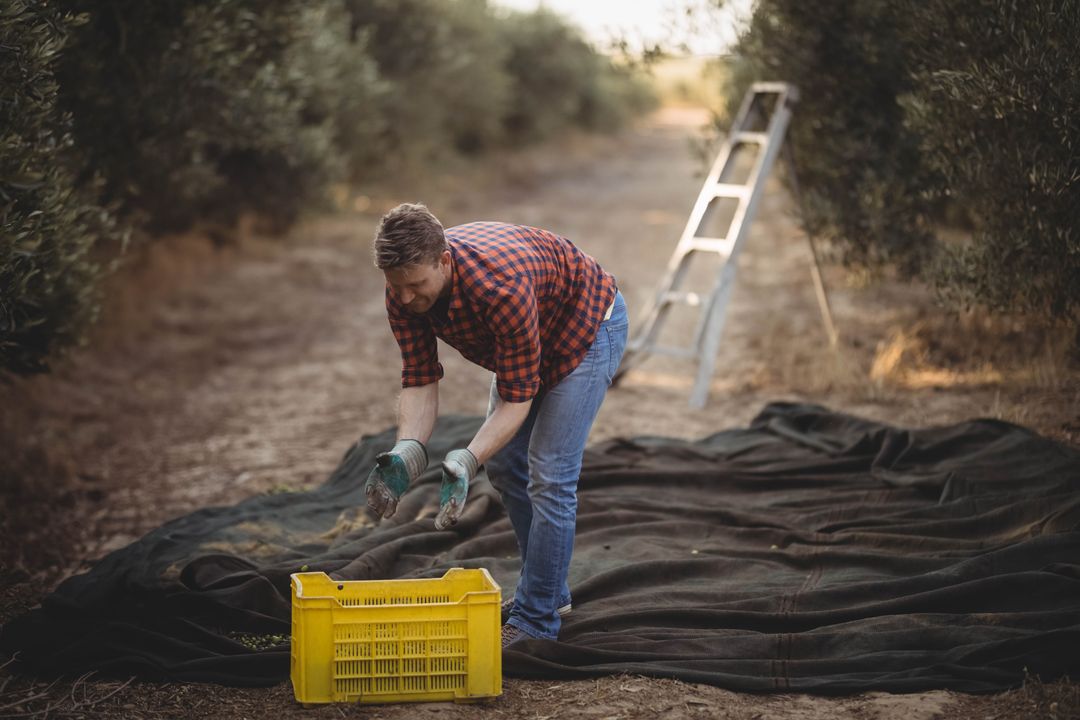 Rural Farmer Harvesting Olives in Orchard Using Net and Crate