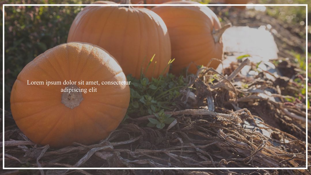 Orange Pumpkins in Sunlit Field Autumn Harvest - Download Free Stock Templates Pikwizard.com